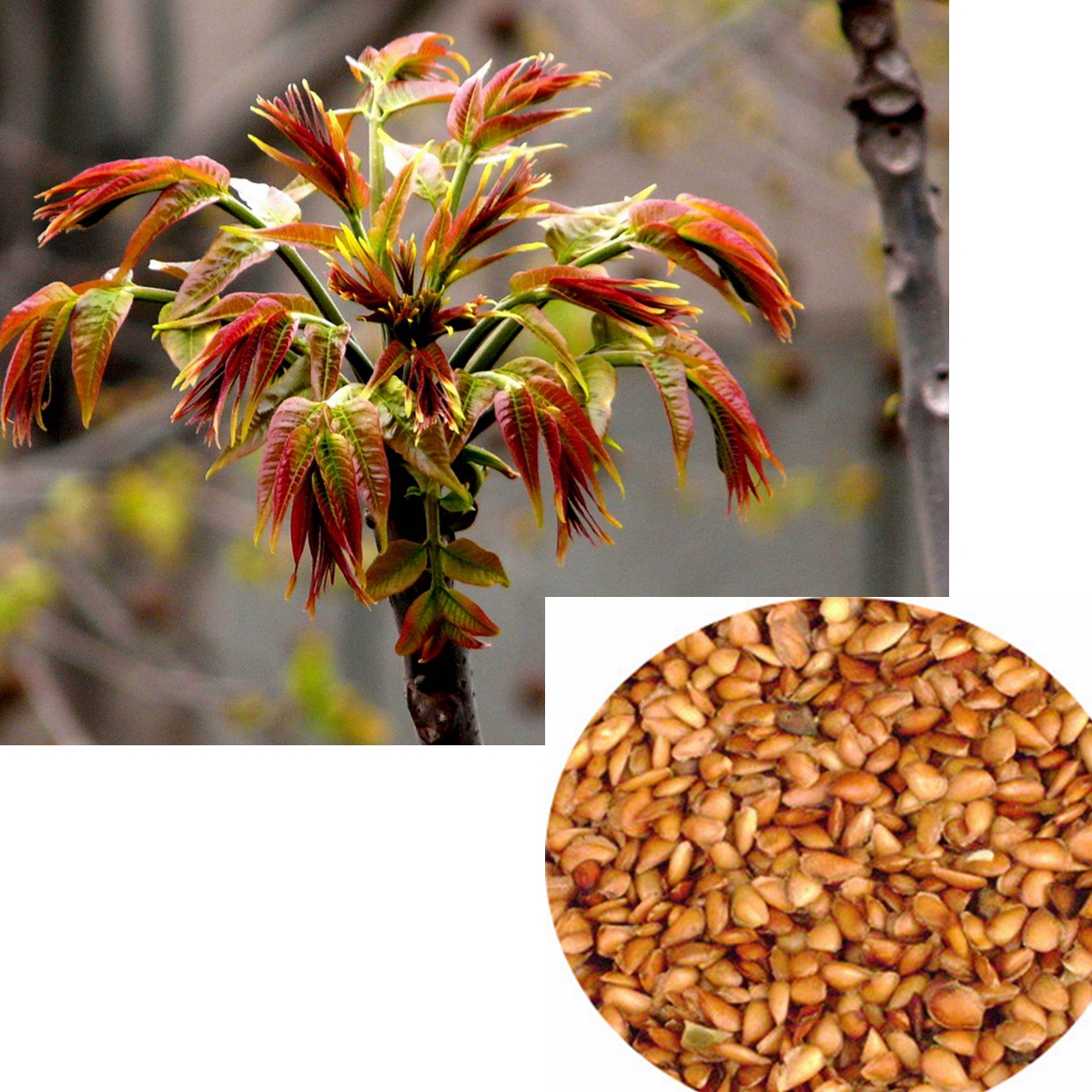 40 pcs chinese toon seed seeds red oil toona sinensis roem