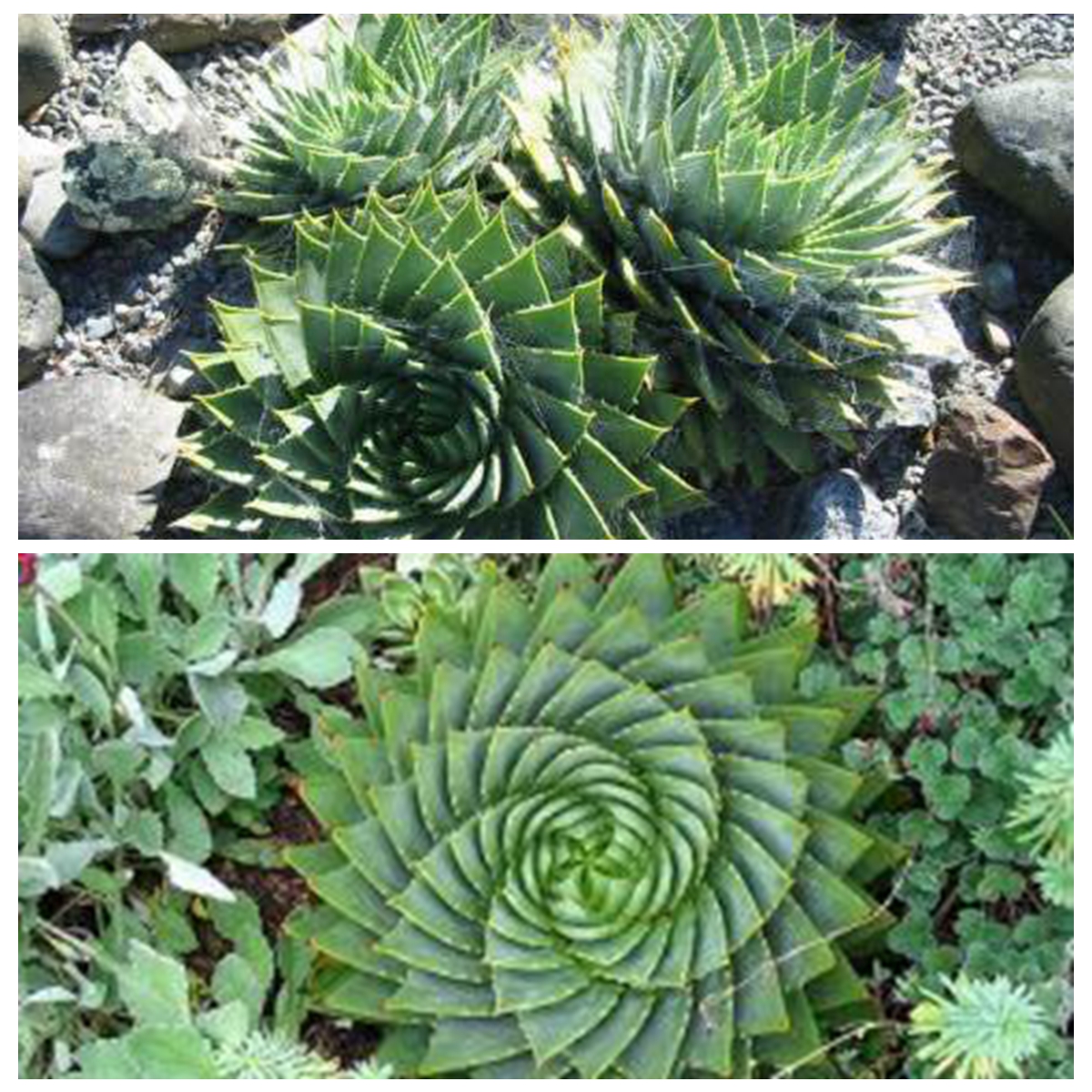spiral aloe plants for sale
