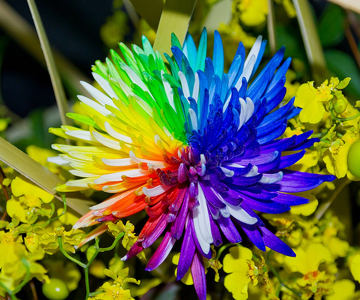 500 Samen Rainbow Regenbogen Chrysanthemum Chrysantheme Blumen Saatgut