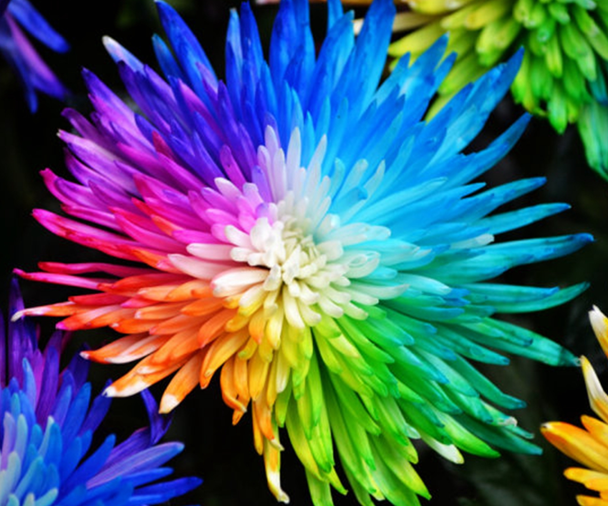 500 Samen Rainbow Regenbogen Chrysanthemum Chrysantheme Blumen Saatgut