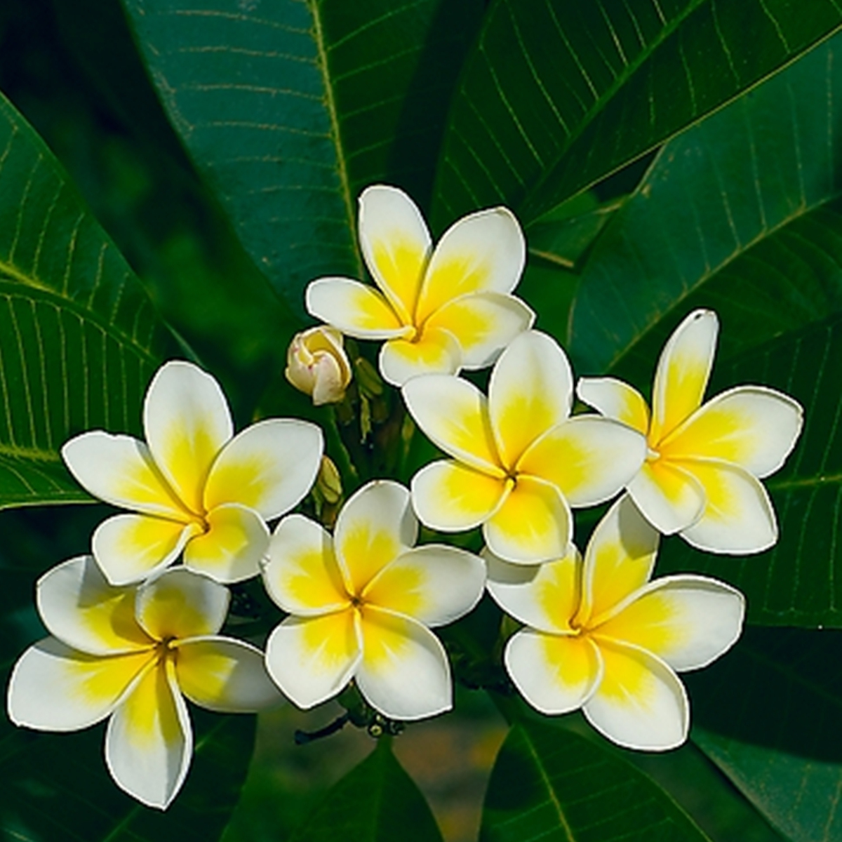 5PCS Garden Plants Flowers Frangipani Plumeria Rubra Lei