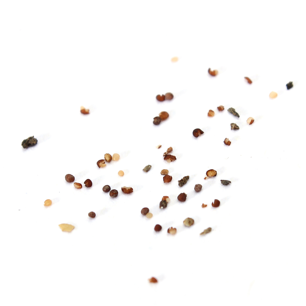 Мелкие семена петунии