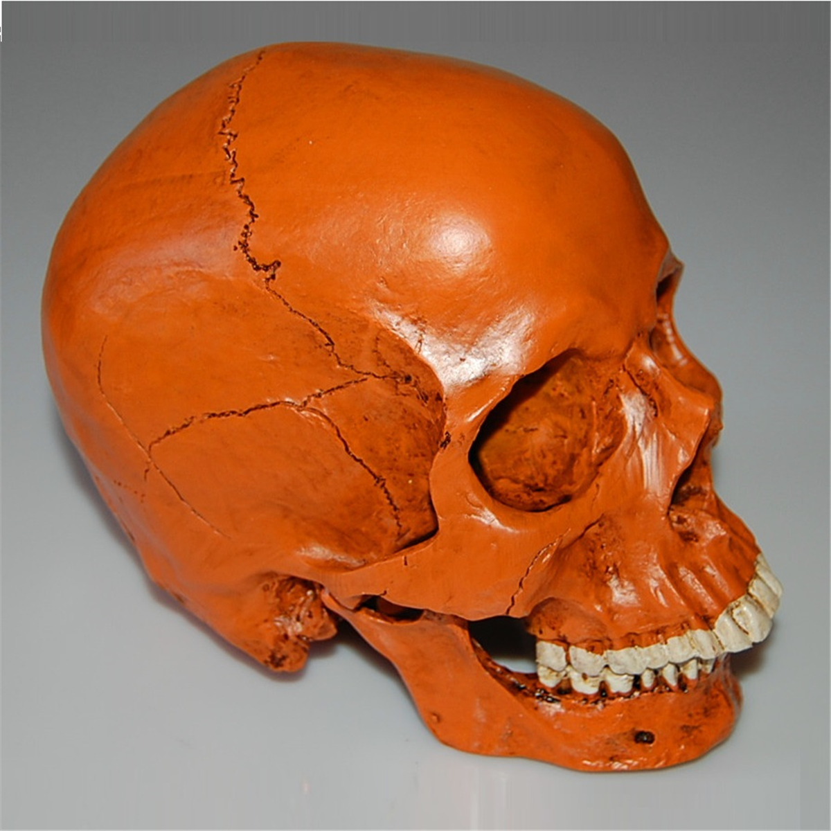 1:1 Life Size Human Anatomical Anatomy Resin Head Skeleton Skull